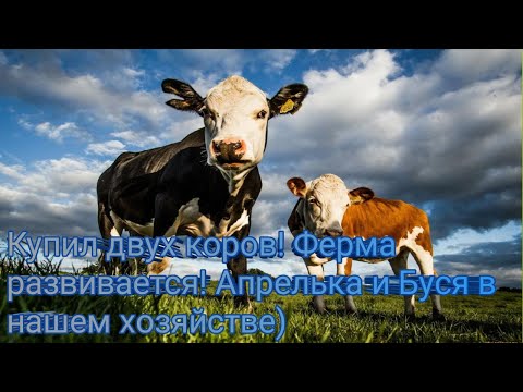 Видео: Купил двух коров! Ферма развивается! Апрелька и Буся в нашем хозяйстве)
