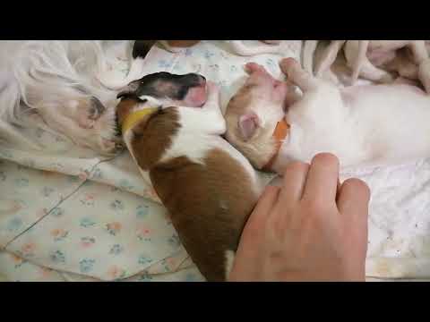 Видео: Щенки русской борзой возраст 4 дня от Авроры и Яхонта.Молодая мама, я -ассистент. Знакомлю с каждым!