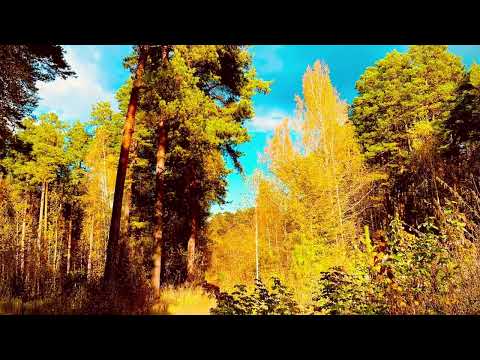 Видео: У осени нарядов много 🌿🌳🌼🌼🍂🌲🌳