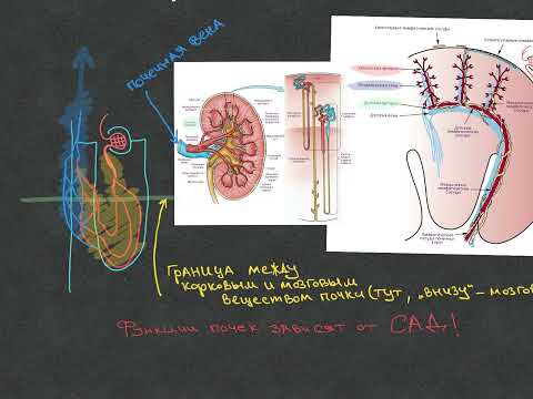 Видео: Нефрология - Кровоснабжение почки - Урок 4