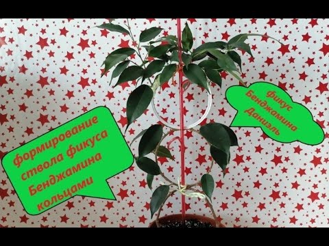 Видео: формирование фикуса бенджамина кольцами