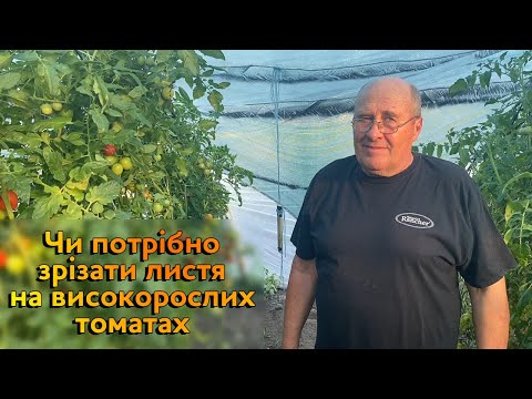 Видео: Чи потрібно зрізати листя на високорослих томатах