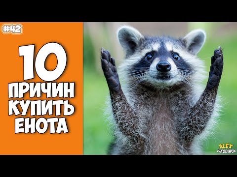 Видео: 10 причин завести Енота - Интересные факты!