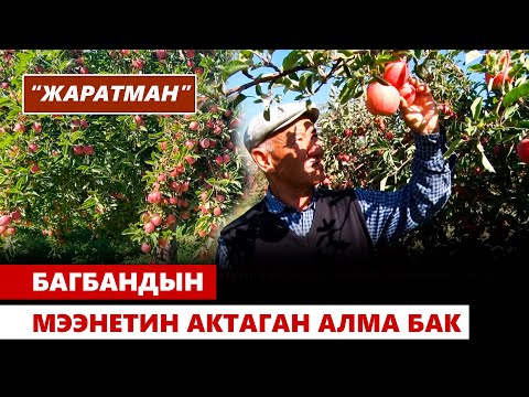 Видео: Баткен: Багбандын мээнетин актаган алма бак