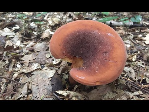 Видео: Груздь красно-коричневый или Подорешник /Lactarius volemus