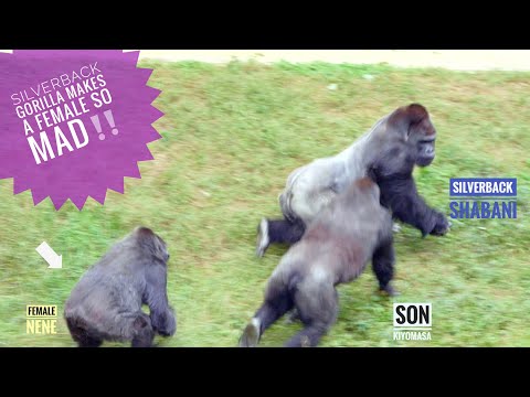 Видео: Гигантский самец гориллы нападает на самку! | Семья Шабани