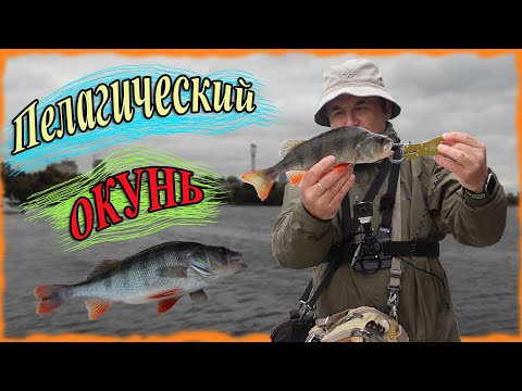 Видео: Пелагический окунь. Попал на жор окуня!