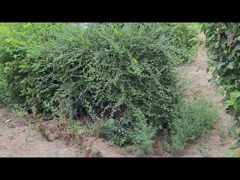 Видео: Уштобе , 10 дней назад .17 августа 2023 г.