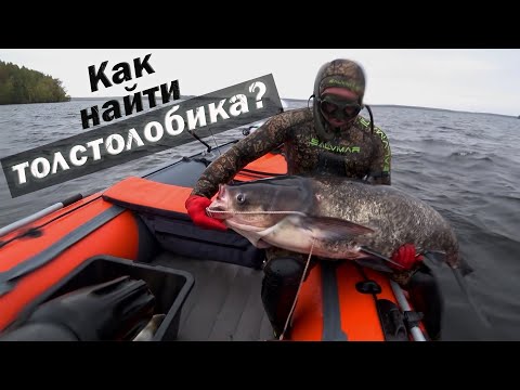Видео: ВСЁ О ПОДВОДНОЙ ОХОТЕ НА ТОЛСТОЛОБИКА!!! ГДЕ ИСКАТЬ? КАК ИСКАТЬ И ДОБЫТЬ?