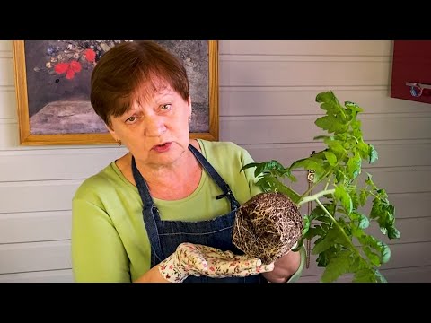 Видео: Пересадка томатов на постоянное место в мешки.