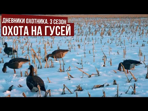 Видео: Охота на ГУСЕЙ в Саратовской обл. ч.2 \ Дневники охотника 3 \ #2