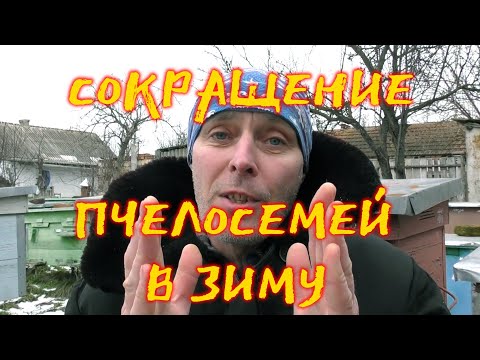Видео: СОКРАЩЕНИЕ ПЧЕЛОСЕМЕЙ В ЗИМУ