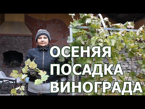 Видео: Как посадить виноград осенью.