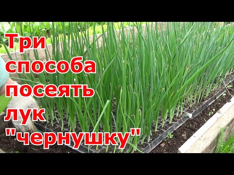 Видео: Три проверенных способа посева лука "чернушки". Выращивание репчатого лука из семян за одно лето.