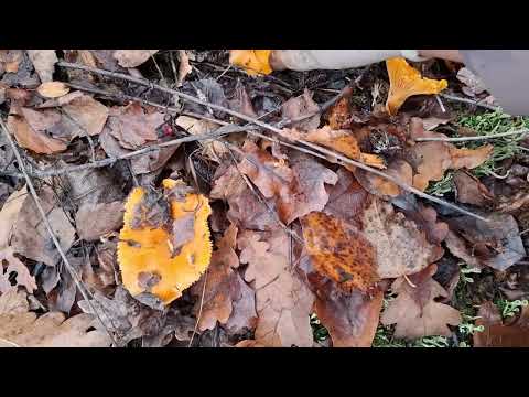 Видео: Грибной сезон закрыт, но грибы об этом не знают