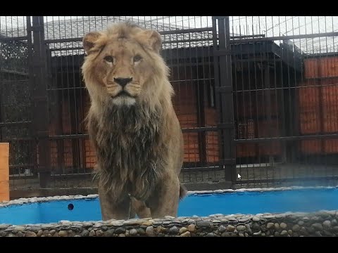 Видео: Лев Шерхан помогает монтировать видеокамеры для прямой трансляции! Много новостей в зоопарке.