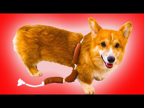 Видео: Корги Коржик - ВОЛОСАТАЯ СОСИСКА! Все серии весны подряд!!