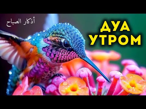 Видео: УТРЕННИЙ ДУА أذكار الصباح ЗАЩИТИТЬ ВАС ВЕСЬ ДЕНЬ | СЛУШАЙТЕ КАЖДОЕ УТРО!