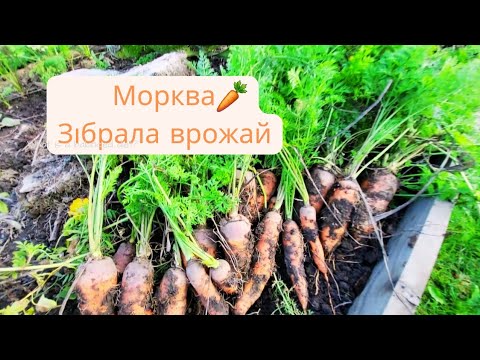 Видео: Морква🥕 Зібрала урожай. Сорти, які сподобались