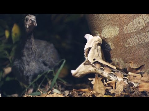 Видео: Габонская гадюка — монстр африканских джунглей! Идеальная маскировка и самые большие зубы!