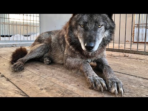 Видео: Волк воспринимает собаку в качестве добычи. Канадский Волк Акела и Тайга, западносибирская лайка