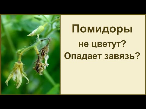 Видео: ОТПАДАЕТ ЗАВЯЗЬ НА ТОМАТАХ ИЛИ ЕЕ ВООБЩЕ НЕТ?!