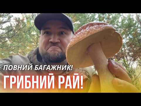 Видео: Пів багажника грибів! Грибна ейфорія в Костопільському лісі!