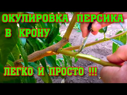 Видео: Летняя ОКУЛИРОВКА ПЕРСИКА в крону/ ЛЕГКО И ПРОСТО!!!