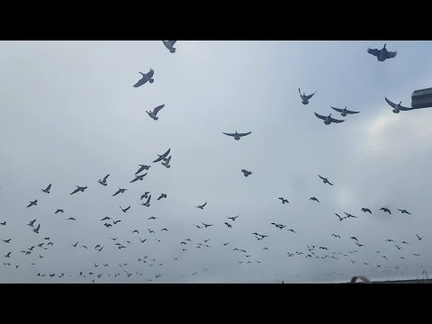 Видео: 2 октября, полёт нормальный/охота на гусей НАО