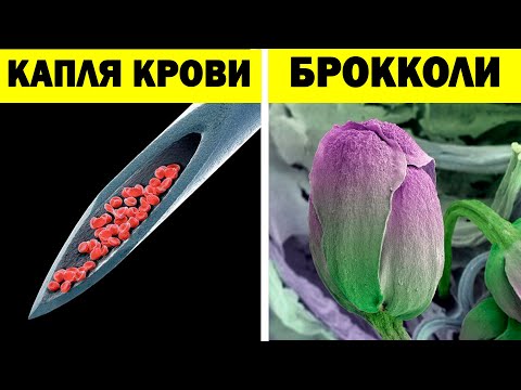Видео: Макрофото повседневных вещей (2 серия)