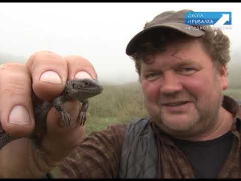 Видео: ОХОТА НА КАБАНА! СОБАКИ ОКРУЖИЛИ КОБАНА ! Охота с Леонидом Костюковым