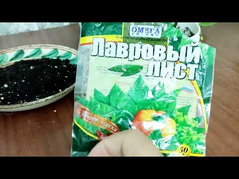 Видео: ЛАВРЖАПЫРАҚТАН ПАЙДАЛЫ ТЫҢАЙТҚЫШ. ТОПЫРАҚТАҒЫ ЗИЯНКЕСТІ ҚУАДЫ. ГҮЛДЕР ӘЛЕМІ. ҮЙ ГҮЛДЕРІ КҮТІМІ