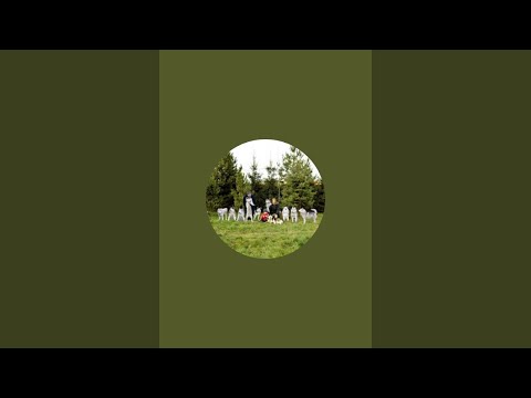 Видео: Прямой эфир с 10 #хаски