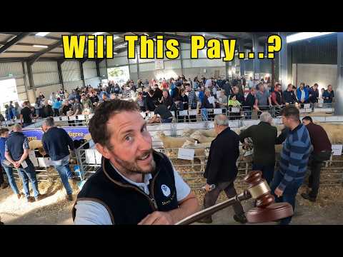 Видео: Продажа ценных овец — время подготовки и продажи!