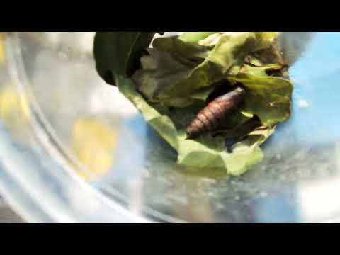 Видео: Бабочки луга!