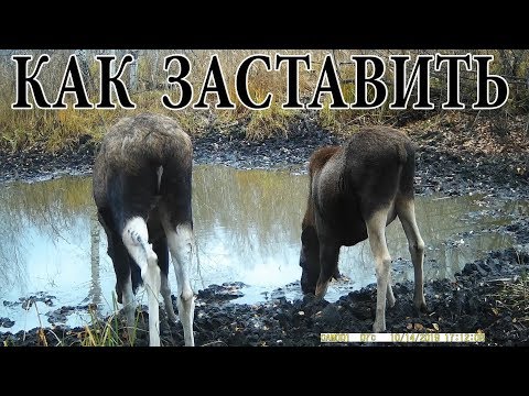 Видео: Настройка GSM фотоловушки на отправку сообщений