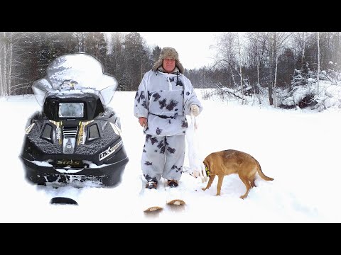 Видео: Последняя охота на зайца уходящего 2020-го года. Снегоход Стелс Ермак в действии.