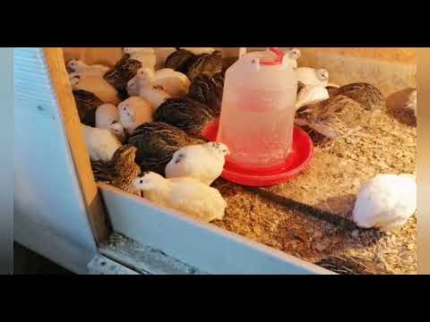 Видео: немного о перепелах