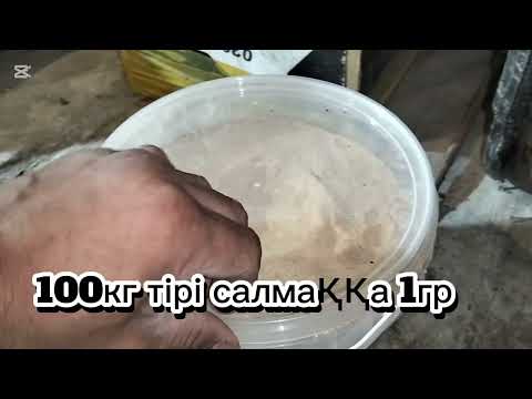 Видео: Бұқа бордақылау