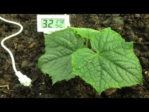 Видео: ВСЕ САМОЕ ВАЖНОЕ О РАССАДЕ ОГУРЦОВ! / ОТ СЕМЕЧКИ ДО ВЫСАДКИ В ГРУНТ