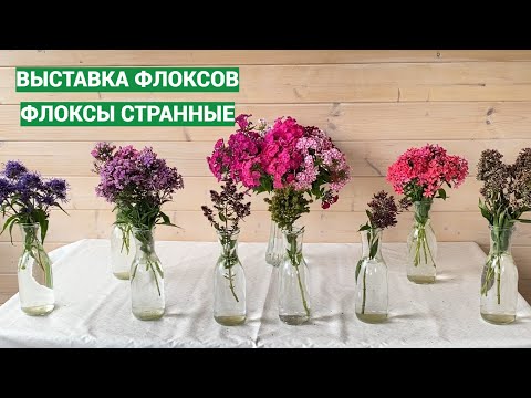 Видео: А это вообще флоксы?