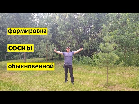 Видео: Формировка (стрижка и обрезка) сосны обыкновенной на тропе здоровья.