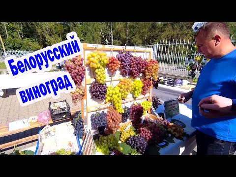 Видео: 🔴🔴Выставка винограда в Самохваловичах, Минская область. Виноград в Беларуси.