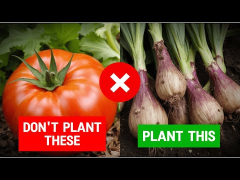 Видео: 5 культур для трудных времен.