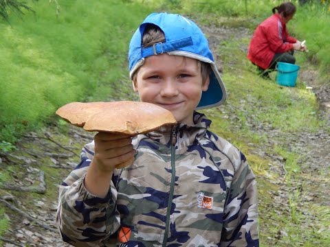 Видео: Грибы