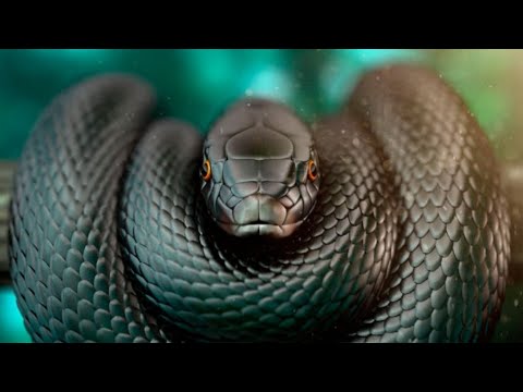 Видео: Ең қауіпті топ 5 жануар (1бөлім)