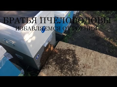 Видео: Избавляемся от роевого состояния семьи