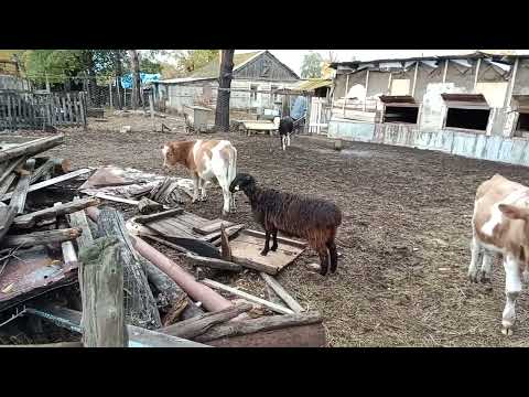 Видео: 14 октября 2025 г.