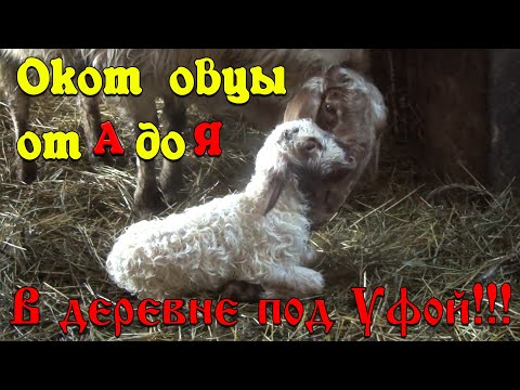 Видео: Окот овцы от А до Я #окот #ягнение #ягнёнок #эдильбаевская #овцеводство #признаки #овцематка #ярочка