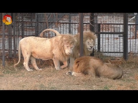Видео: Вечер в саванне. Белые львы - провокаторы или попытка дружить? Тайган. . Lions Taigan